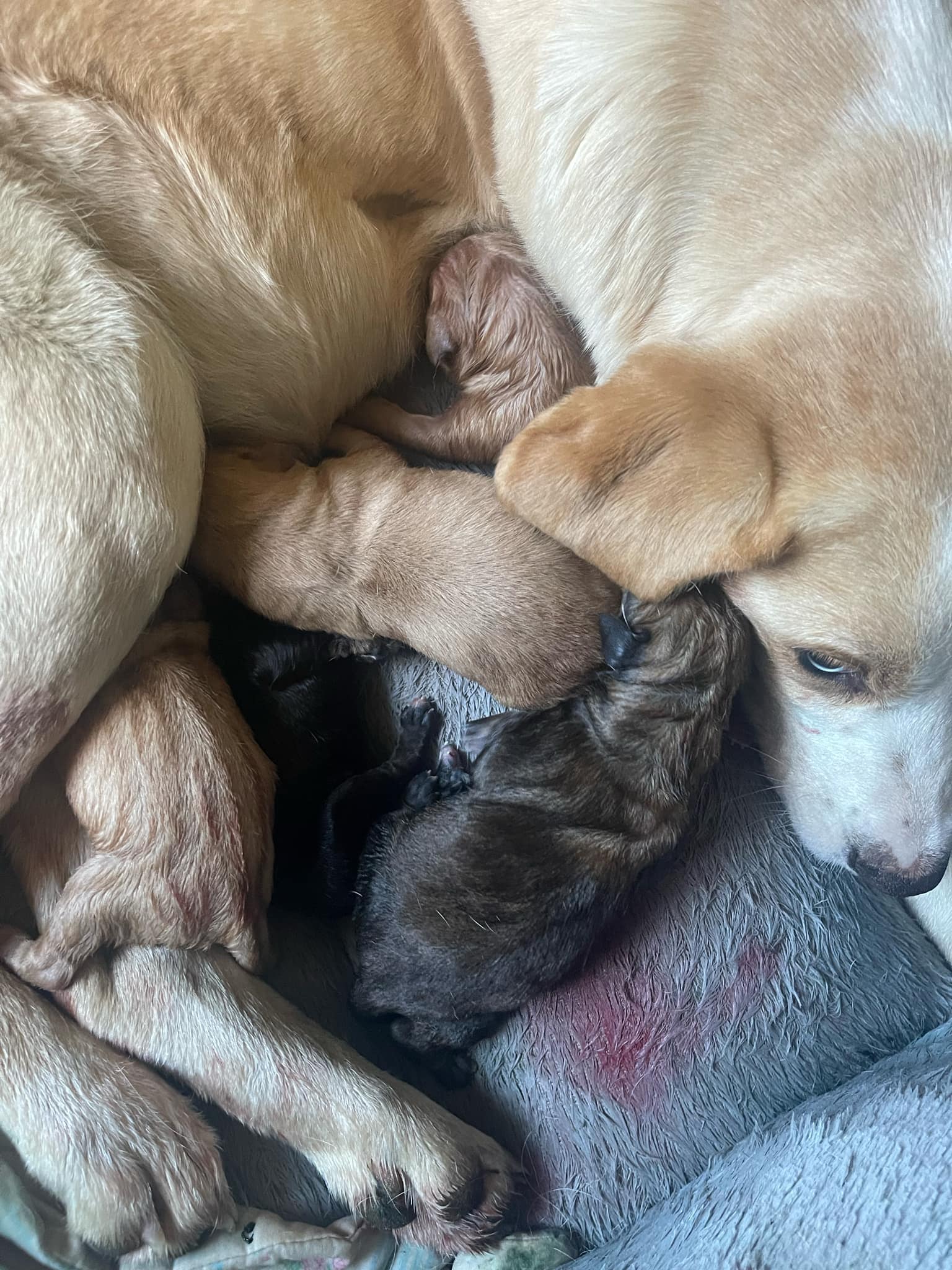 Blondie’s Beautiful Pups