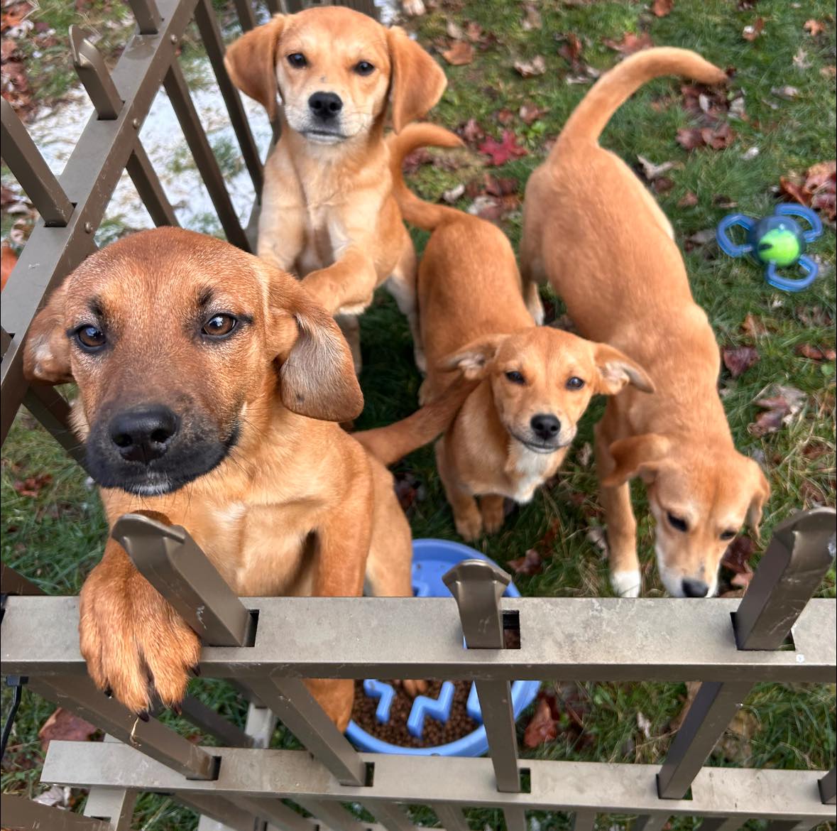 The Journey of the McDowell County Cave Puppies